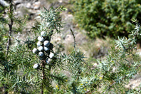 Juniperus oxycedrus